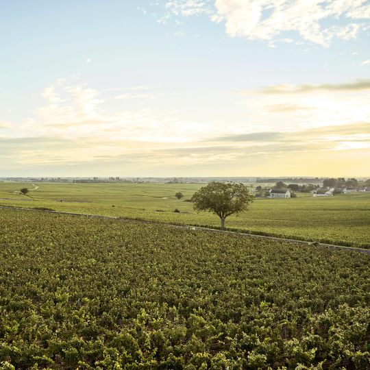 Entdecken Sie die Weine und Weinberge der Côte de Beaune