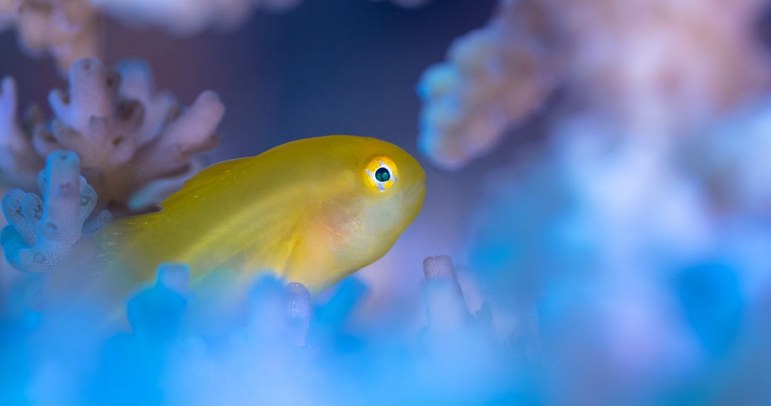 A Yellow Fish Swimming In Water