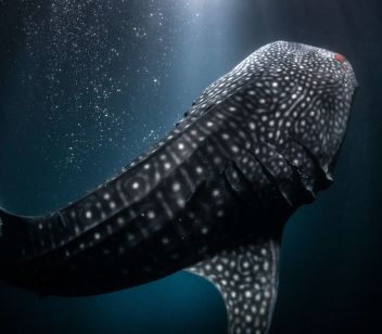 Whale Shark Night Snorkel - Thumbnail