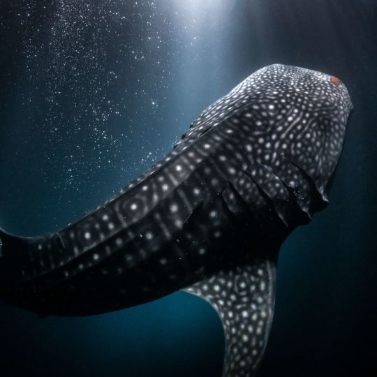 رحلة البحث عن أكبر مخلوق في البحر