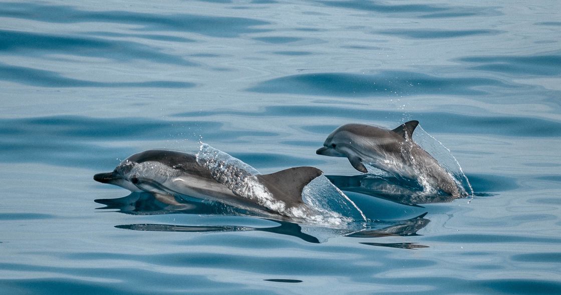 A Group Of Dolphins Swimming In Water