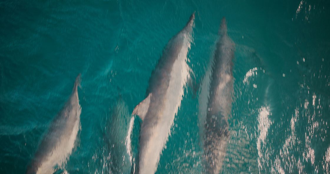 A Group Of Dolphins Swimming In The Ocean