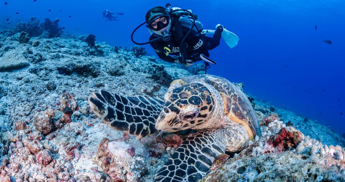 A Scuba Diver Next To A Turtle