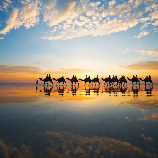 A Group Of Camels On A Beach