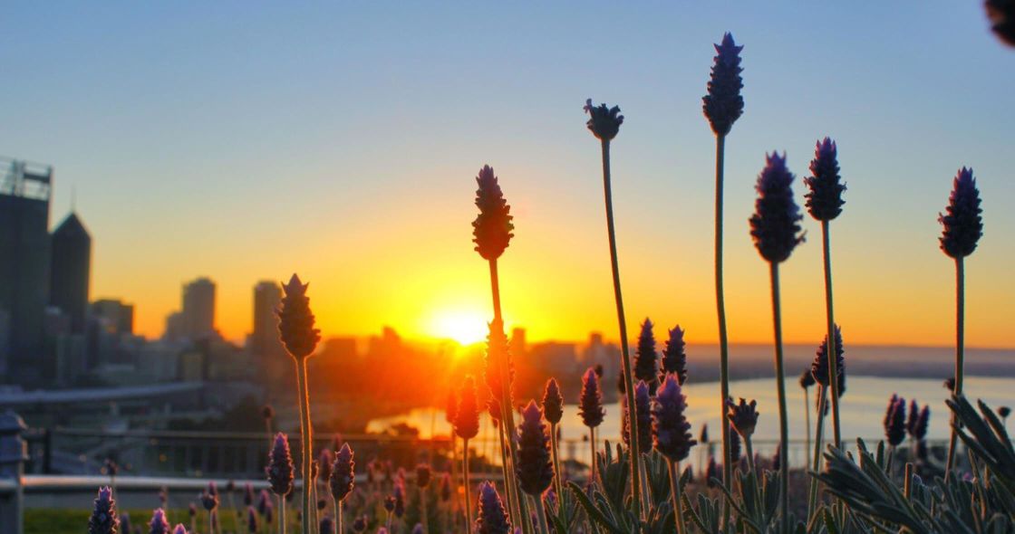 A Group Of Flowers In Front Of A Sunset