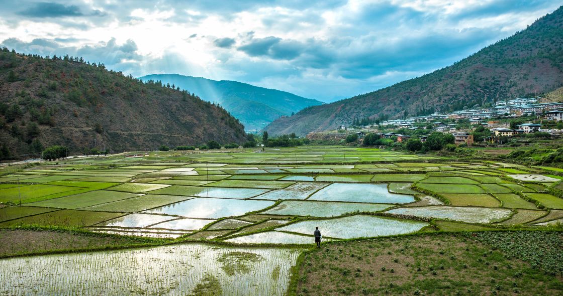 A Person Standing In A Field Of Rice
