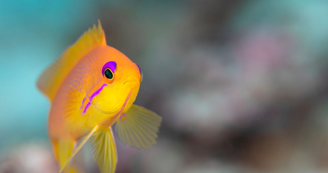 A Close-up Of A Fish
