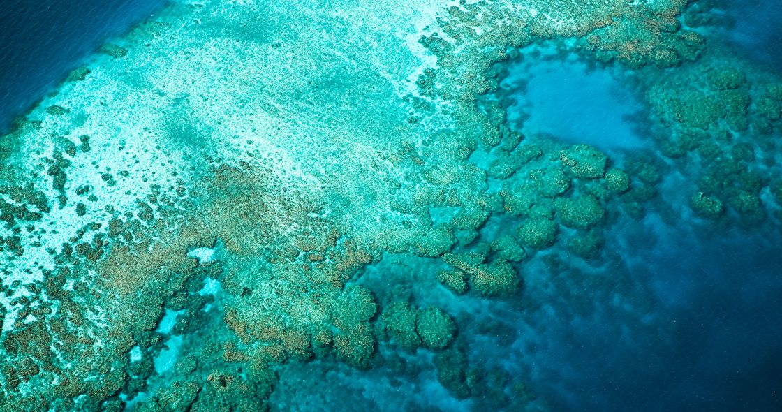 A Coral Reef Under Water