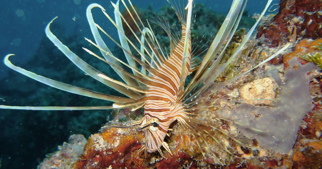 A Close-up Of A Sea Creature