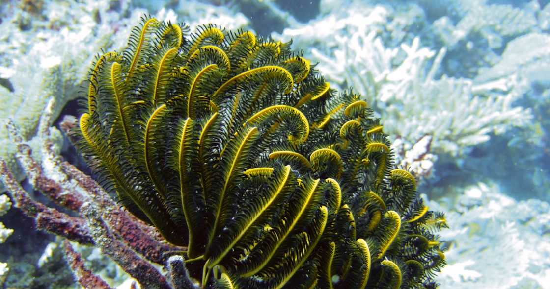 A Close-up Of A Sea Plant