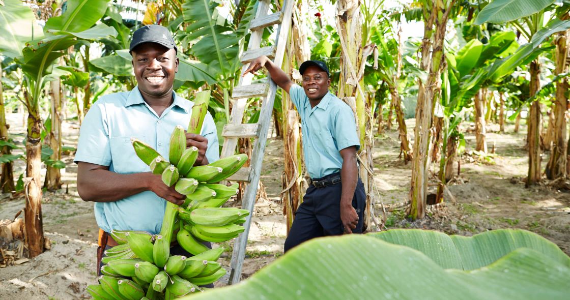 A Couple Of Men Holding Bananas