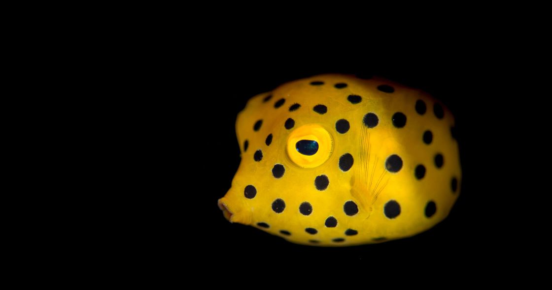 A Yellow And Black Object