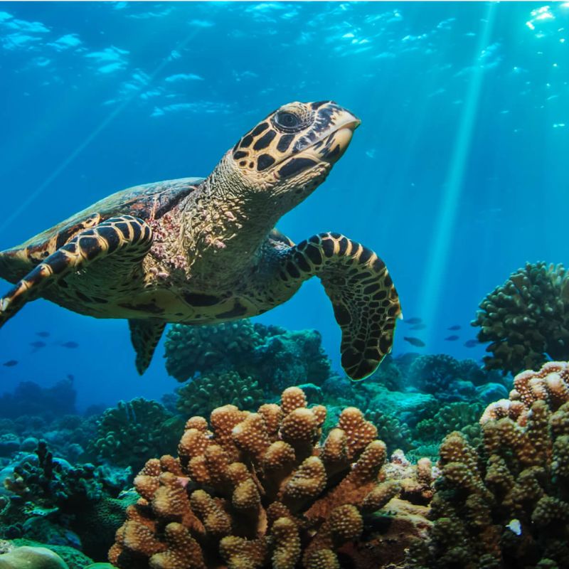 A Turtle Swimming In The Ocean Image