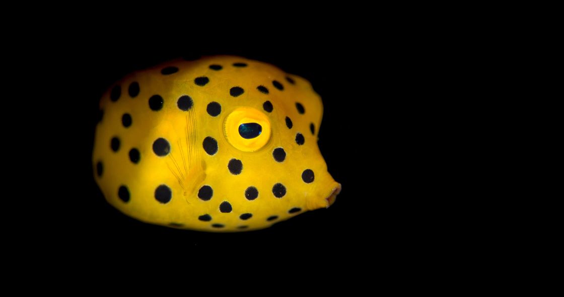 A Yellow And Black Spotted Object