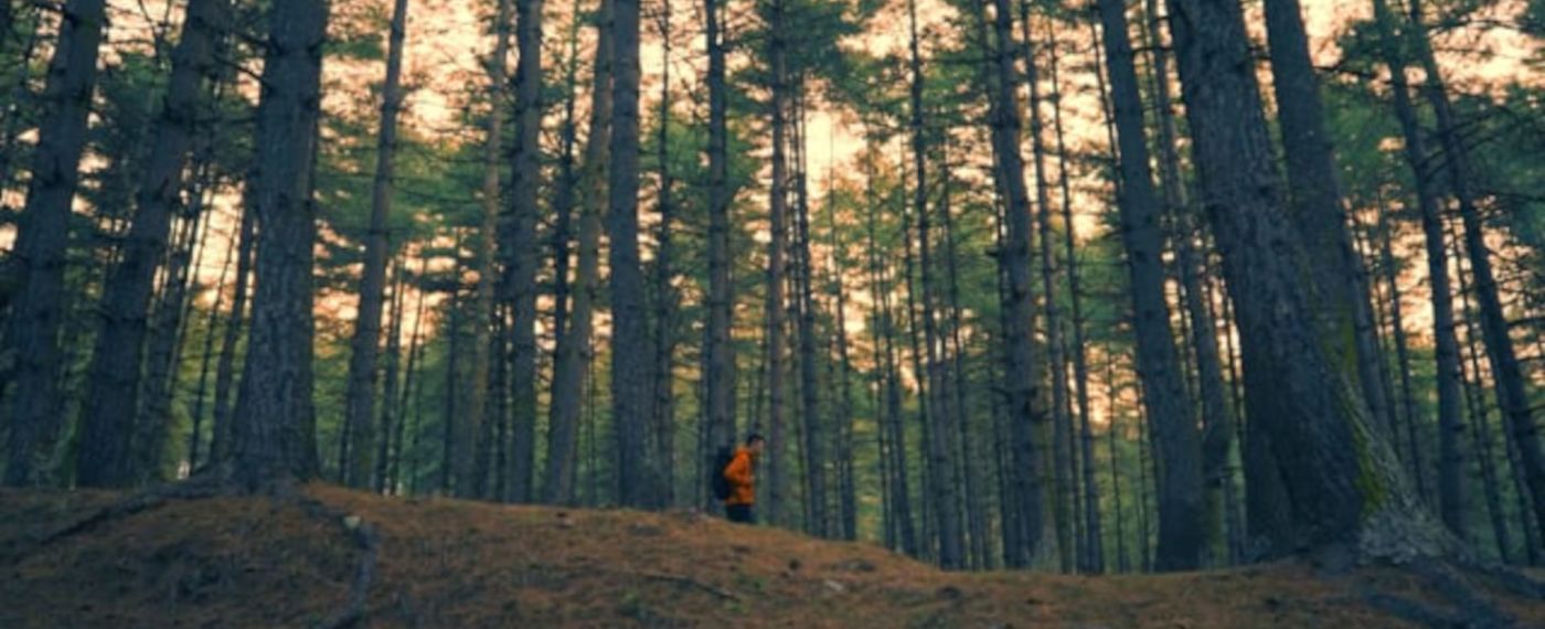 A Person Walking In A Forest