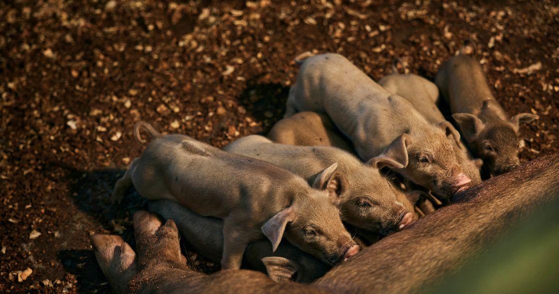 A Group Of Pigs