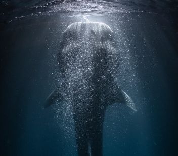 Whale Shark Experience - Thumbnail