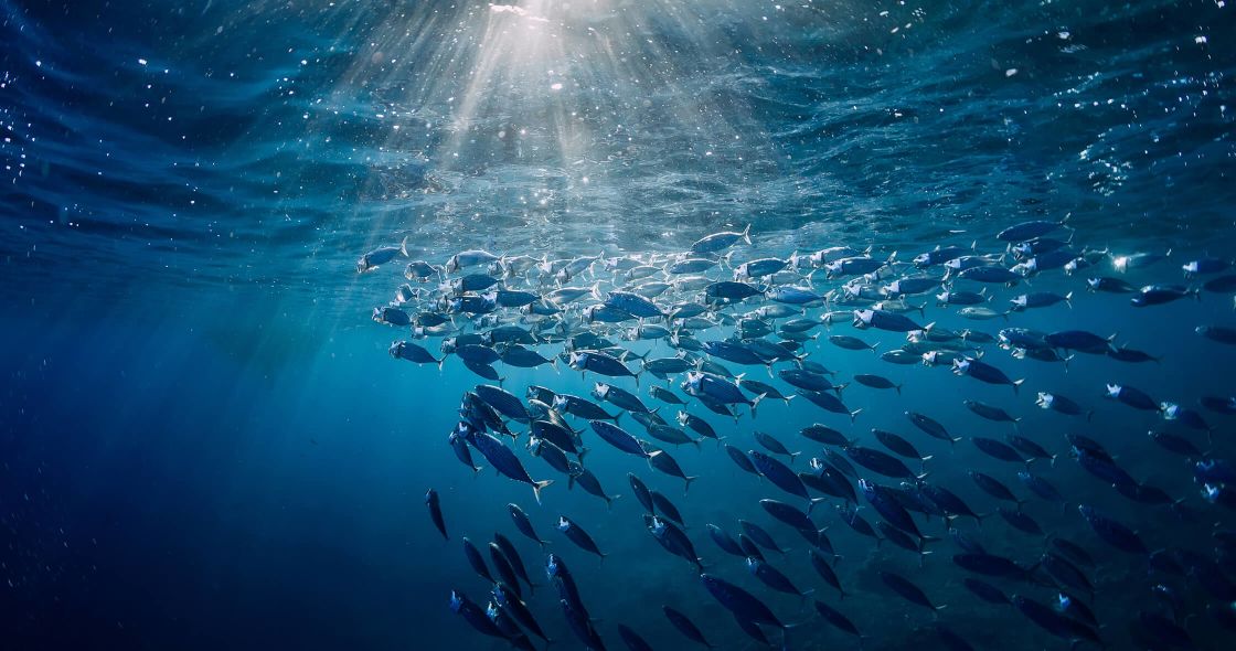 A Group Of Fish Swimming In The Water
