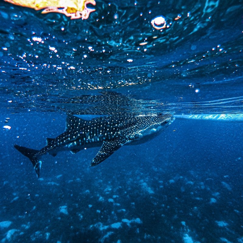 A Shark Swimming In Water Image