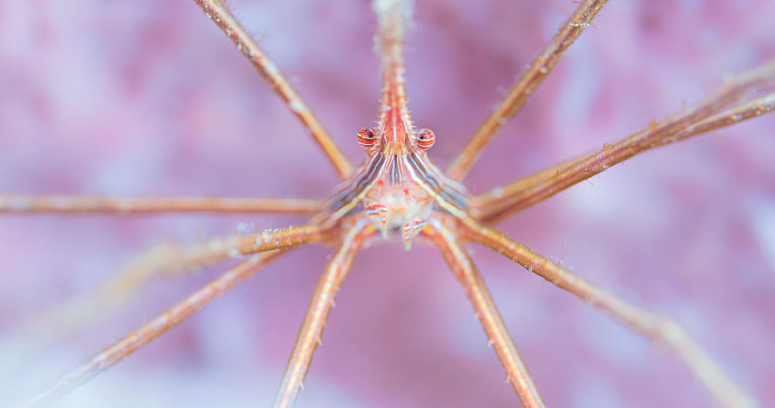 A Close Up Of A Spider