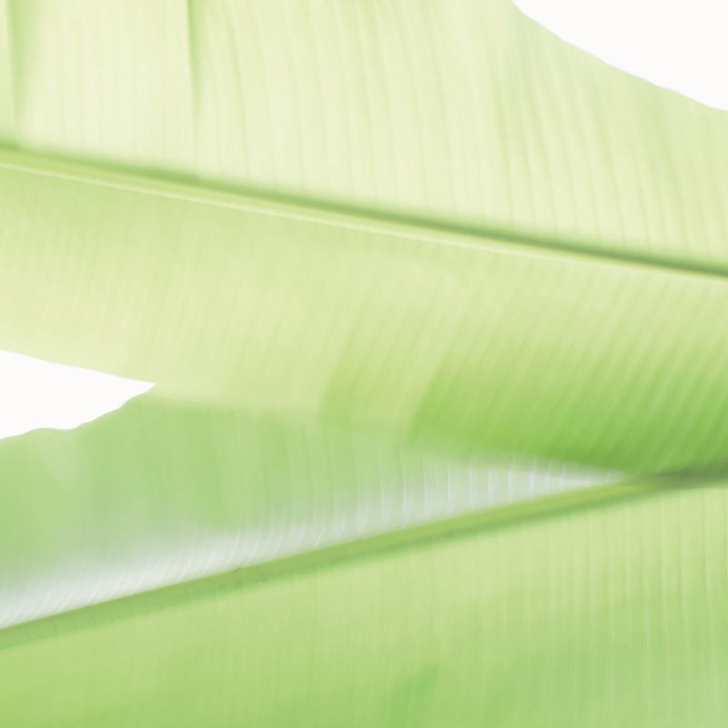 A Close Up Of A Green Leaf Image