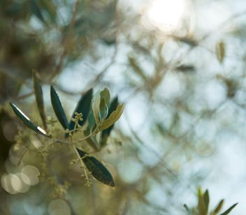 OLIVE GROVE DINING - Thumbnail