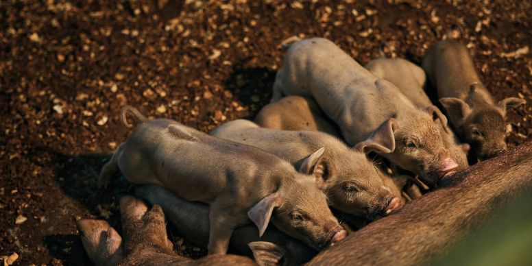 A Group Of Pigs Lying On The Ground