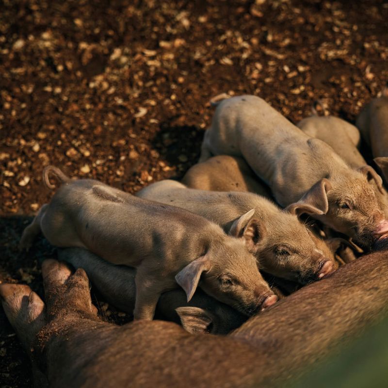 A Group Of Pigs Lying On The Ground Image