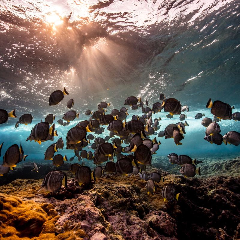 A School Of Fish Swimming In The Ocean Image
