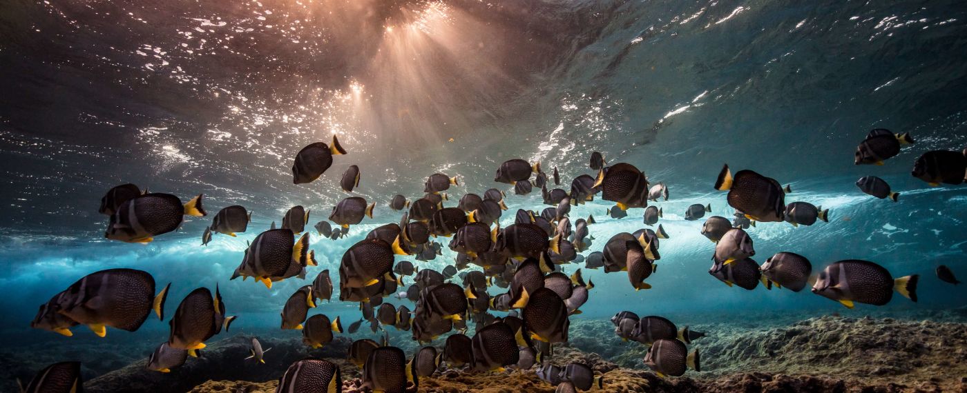 A School Of Fish Swimming In The Ocean