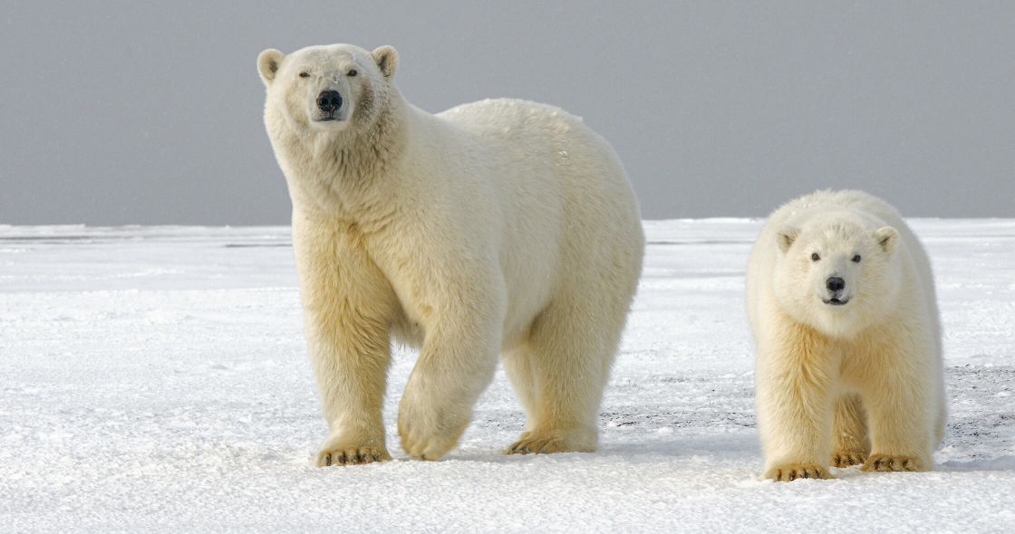 A Couple Of Polar Bears In The Snow